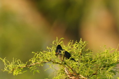 Volatinia jacarina