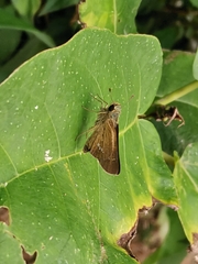 Parnara guttata
