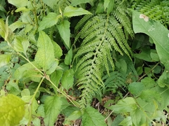 Microlepia strigosa