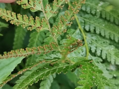 Microlepia strigosa