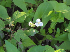 Sagittaria brevirostra