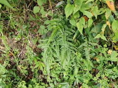 Pteris dispar
