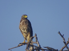 Rupornis magnirostris