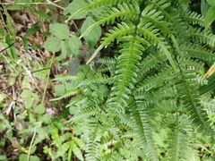Pteris dispar