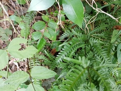 Pteris dispar