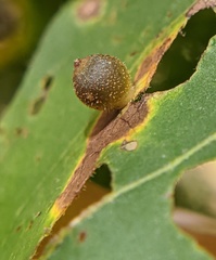 Caryomyia viscidolium