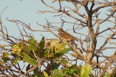 Rupornis magnirostris