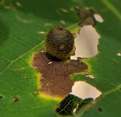 Caryomyia viscidolium