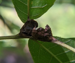 Phylloxera