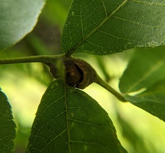 Phylloxera