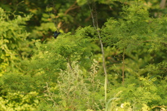 Volatinia jacarina