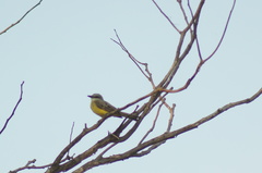 Tyrannus melancholicus