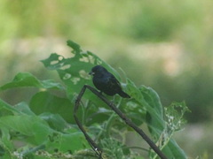 Volatinia jacarina