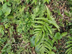 Dryopteris pacifica