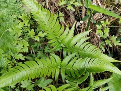 Dryopteris pacifica
