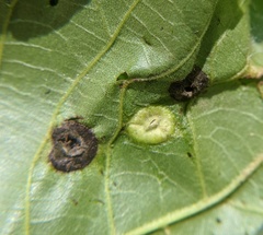 Phylloxera caryaeglobuli