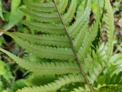 Dryopteris pacifica