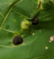 Phylloxera caryaeglobuli