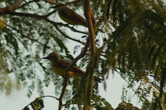 Tyrannus melancholicus