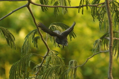 Crotophaga sulcirostris