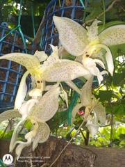 Stanhopea dodsoniana