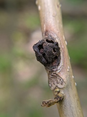 Phylloxera