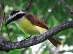 Pitangus sulphuratus