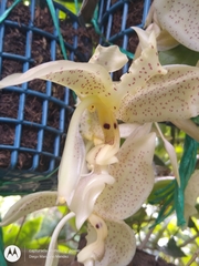 Stanhopea dodsoniana