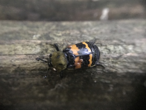 Tomentose Burying Beetle