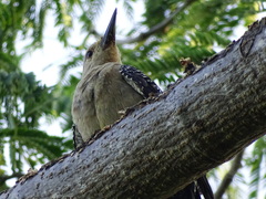 Melanerpes aurifrons