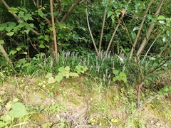 Liriope