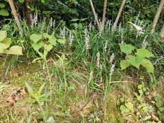 Liriope