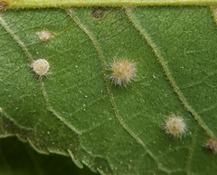 Caryomyia