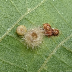 Caryomyia