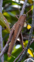 Schistocerca rubiginosa