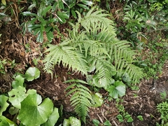 Microlepia strigosa