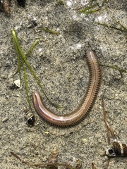 Phyllodocida