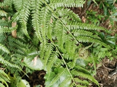 Microlepia strigosa