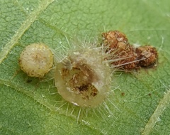 Caryomyia