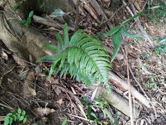Microlepia marginata