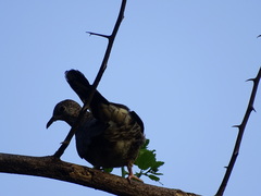 Columbina inca
