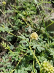 Desmanthus cooleyi