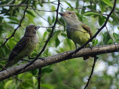 Myiarchus