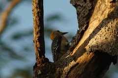 Melanerpes aurifrons