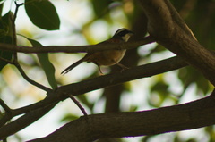 Peucaea ruficauda