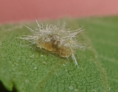 Caryomyia