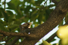 Peucaea ruficauda