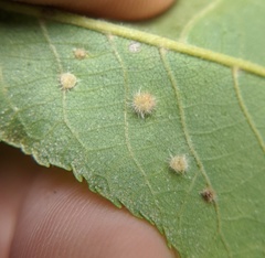Caryomyia