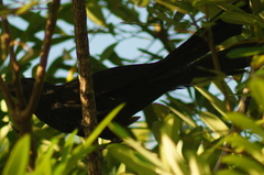 Crotophaga sulcirostris