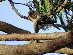 Melanerpes aurifrons